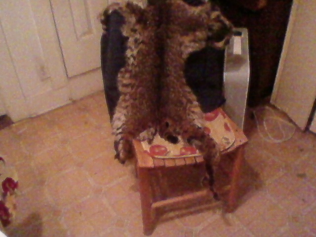 Bobcat  pelt.jpg