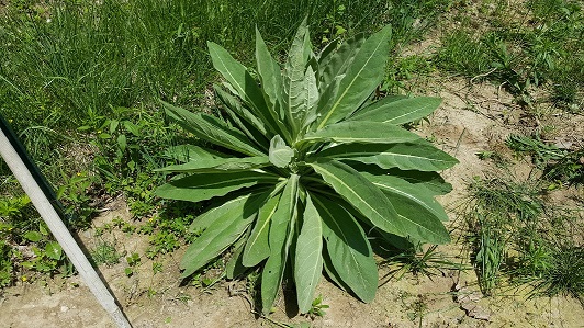 Lamb's ear