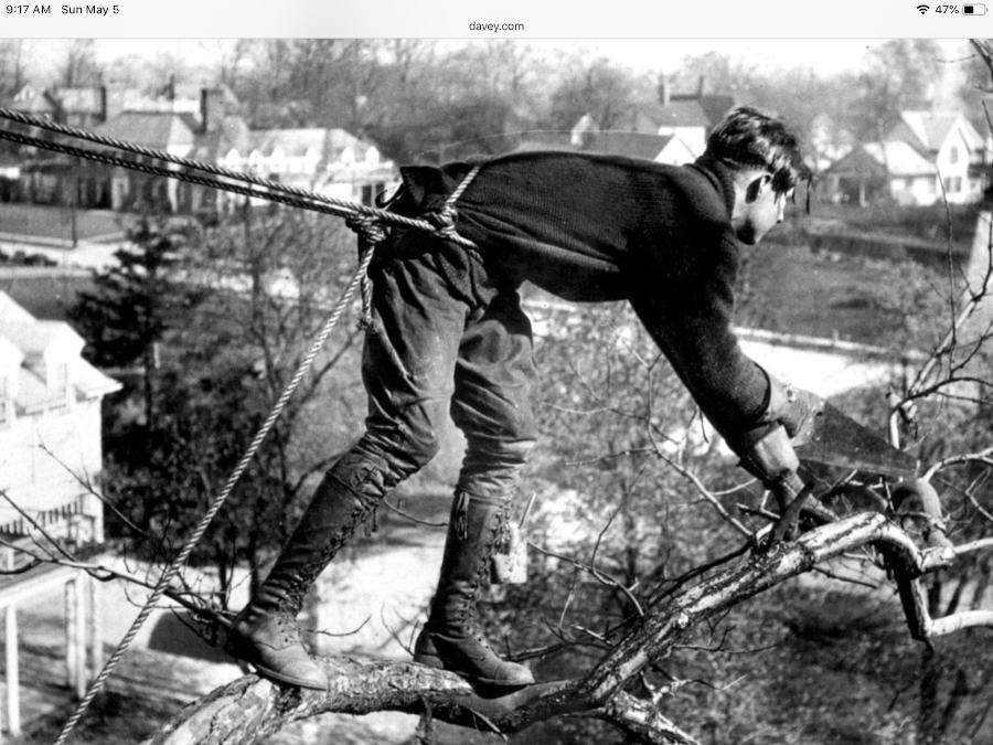 Arborist_Early_1900s.jpg